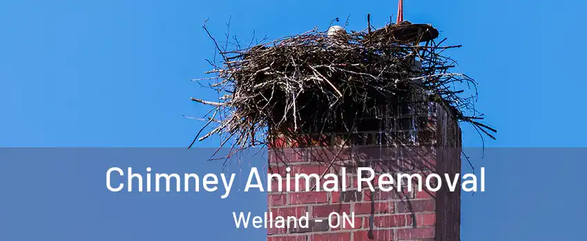 Chimney Animal Removal Welland - ON