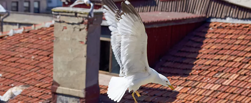 Residential Chimney Animal Removal Solution in Welland, ON