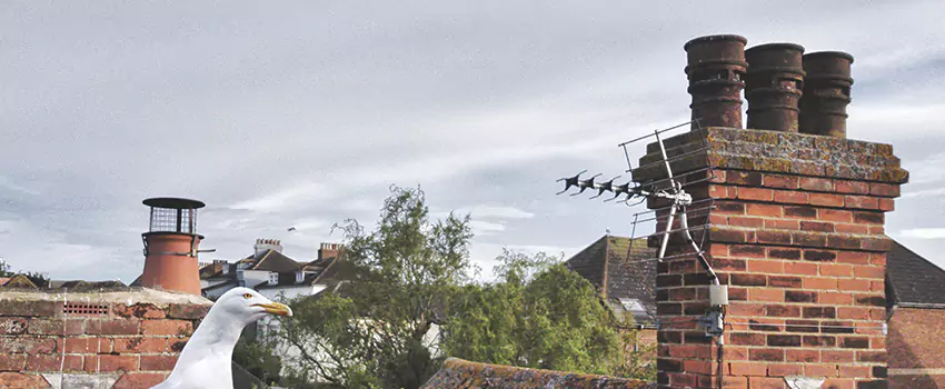 Chimney Cleaning And Restoration in Welland, Ontario
